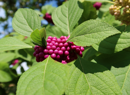 American Beautyberry Seeds | Beautyberry | (Callicarpa americana)