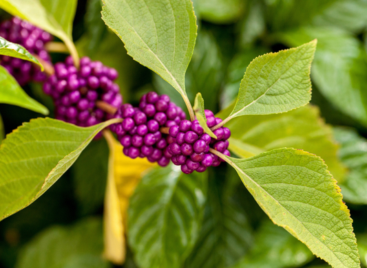 American Beautyberry Seeds | Beautyberry | (Callicarpa americana)