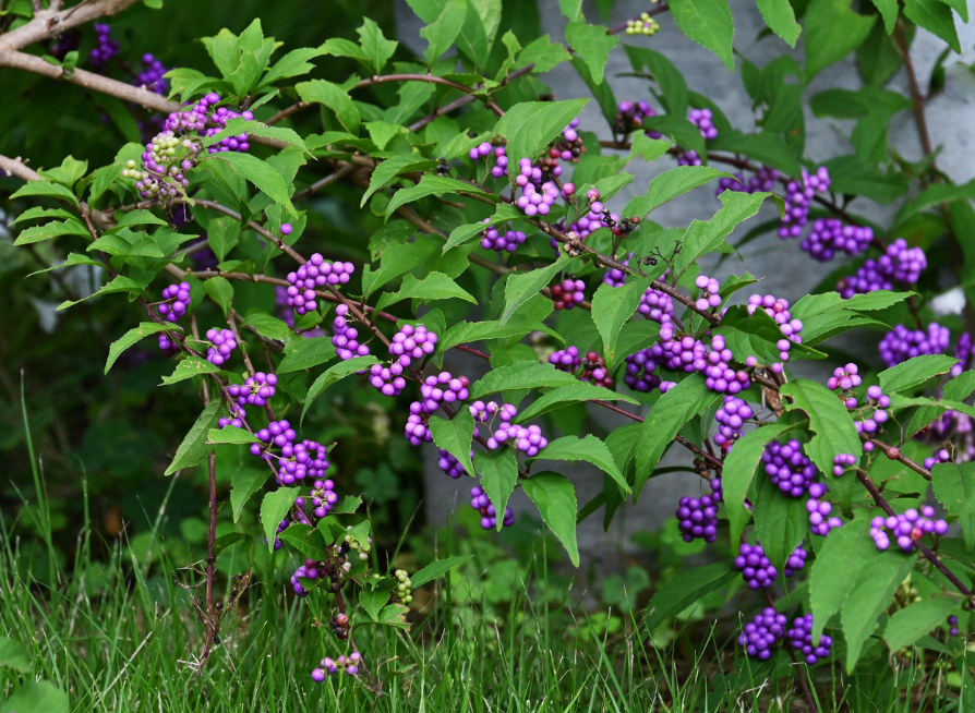 Purple Beautyberry Tree Seeds | Japanese Beautyberry | (Callicarpa dichotoma)