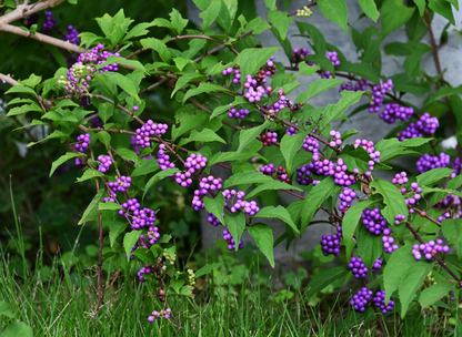 Purple Beautyberry Tree Seeds | Japanese Beautyberry | (Callicarpa dichotoma)