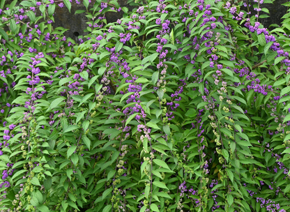 Purple Beautyberry Tree Seeds | Japanese Beautyberry | (Callicarpa dichotoma)