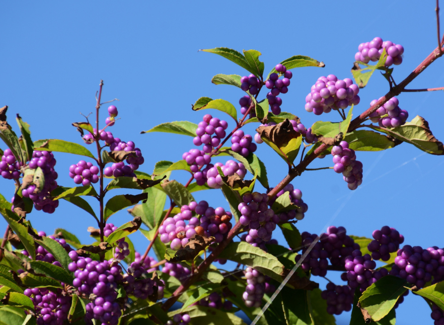 Purple Beautyberry Tree Seeds | Japanese Beautyberry | (Callicarpa dichotoma)