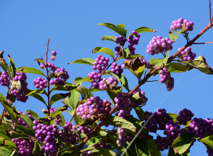 Purple Beautyberry Tree Seeds | Japanese Beautyberry | (Callicarpa dichotoma)