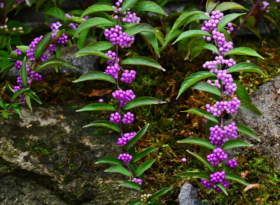 Purple Beautyberry Tree Seeds | Japanese Beautyberry | (Callicarpa dichotoma)