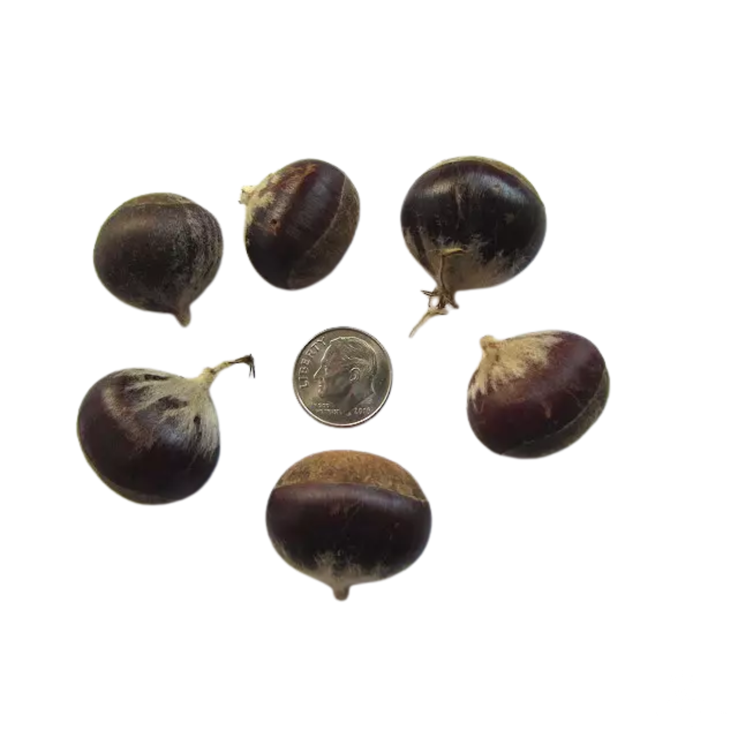 American x Chinese Hybrid Chestnut Tree Seeds | Hybrid Chestnut | (Castanea dentata var. x mollissima)