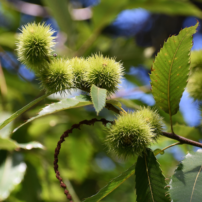 American x Chinese Hybrid Chestnut Tree Seeds | Hybrid Chestnut | (Castanea dentata var. x mollissima)