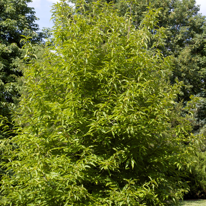 American x Chinese Hybrid Chestnut Tree Seeds | Hybrid Chestnut | (Castanea dentata var. x mollissima)