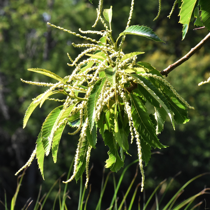 American x Chinese Hybrid Chestnut Tree Seeds | Hybrid Chestnut | (Castanea dentata var. x mollissima)