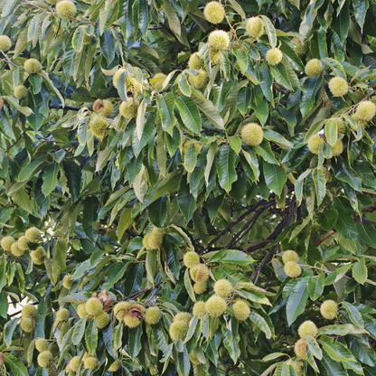 American x Chinese Hybrid Chestnut Tree Seeds | Hybrid Chestnut | (Castanea dentata var. x mollissima)