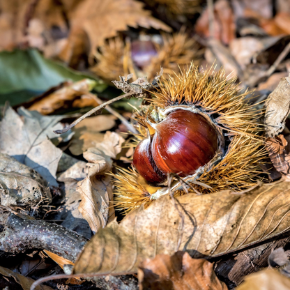 American x Chinese Hybrid Chestnut Tree Seeds | Hybrid Chestnut | (Castanea dentata var. x mollissima)