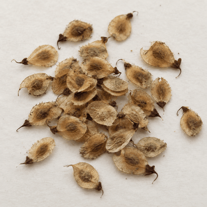 American Elm Tree Seeds 'Princeton' | (Ulmus americana)