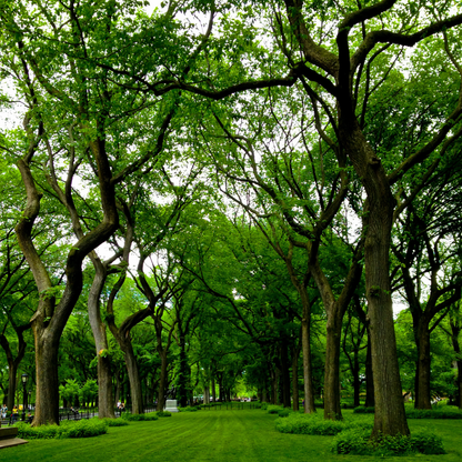 American Elm Tree Seeds (Ulmus americana ‘Princeton’)