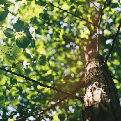 American Elm Tree Seeds (Ulmus americana ‘Princeton’)