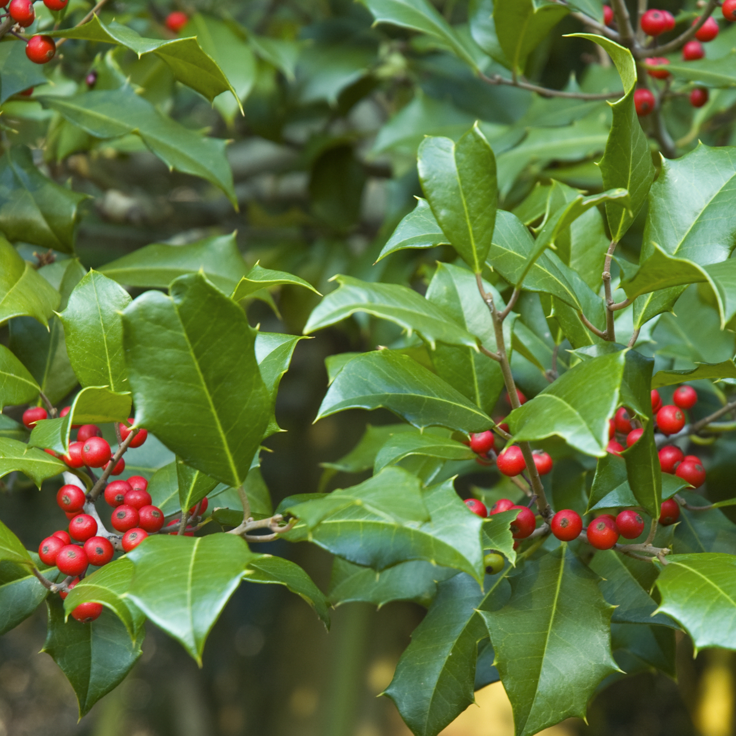 American Holly Tree Seeds | White Holly | (Ilex opaca)