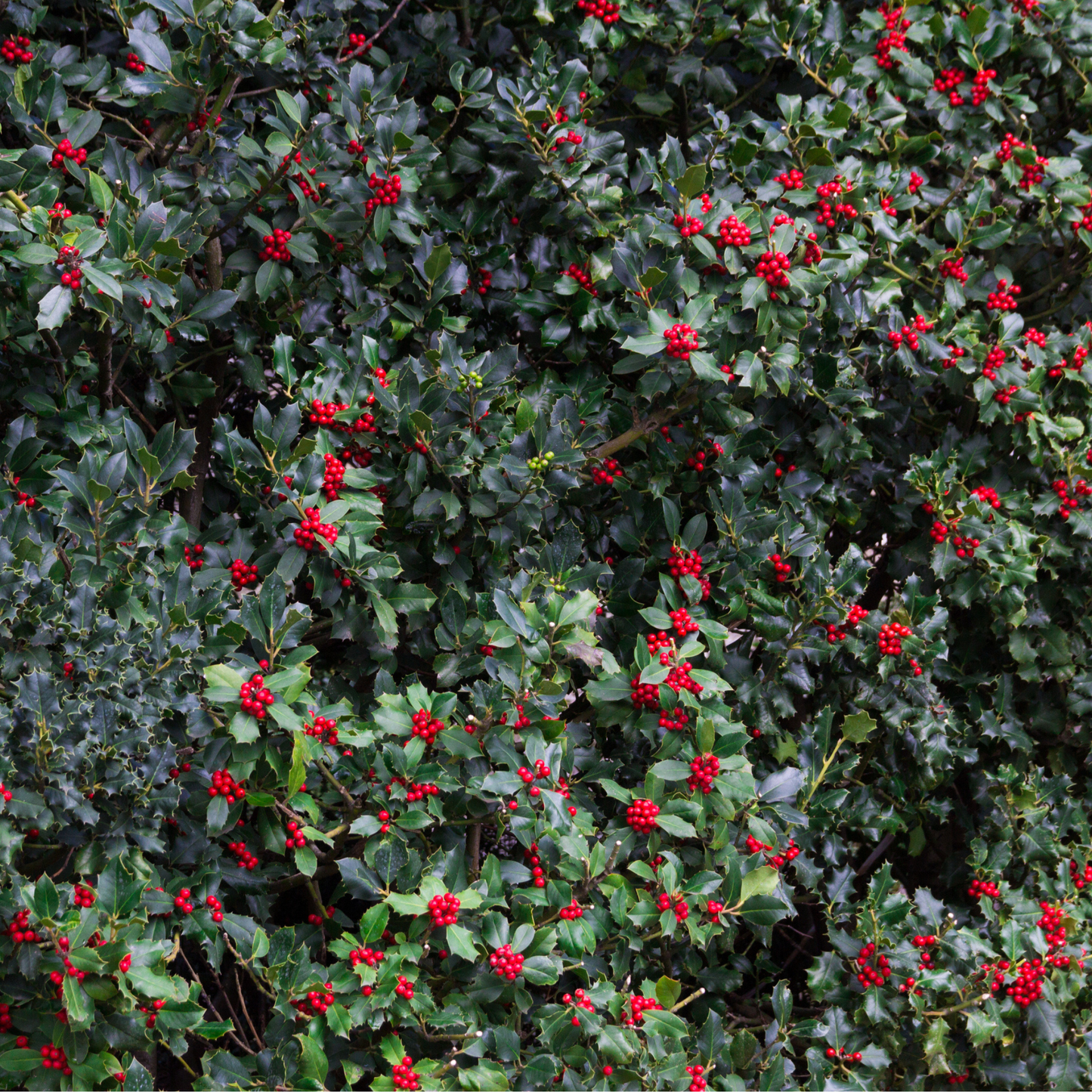 American Holly Tree Seeds | White Holly | (Ilex opaca)