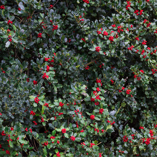 American Holly Tree Seeds | White Holly | (Ilex opaca)