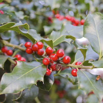 American Holly Tree Seeds | White Holly | (Ilex opaca)