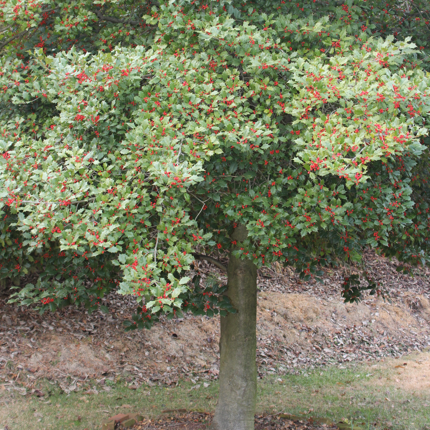 American Holly Tree Seeds | White Holly | (Ilex opaca)