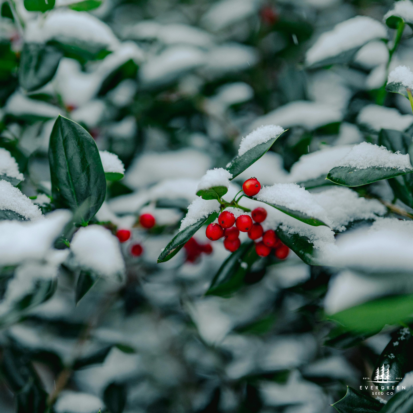 American Holly Tree Seeds | White Holly | (Ilex opaca)