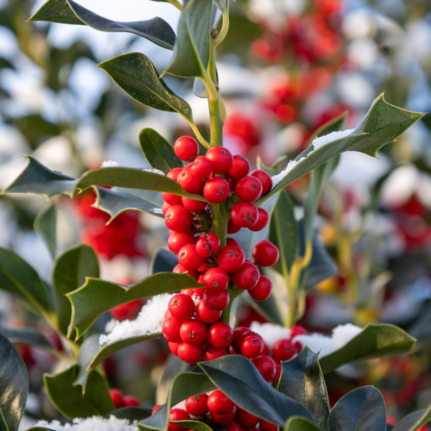 American Holly Tree Seeds | White Holly | (Ilex opaca)