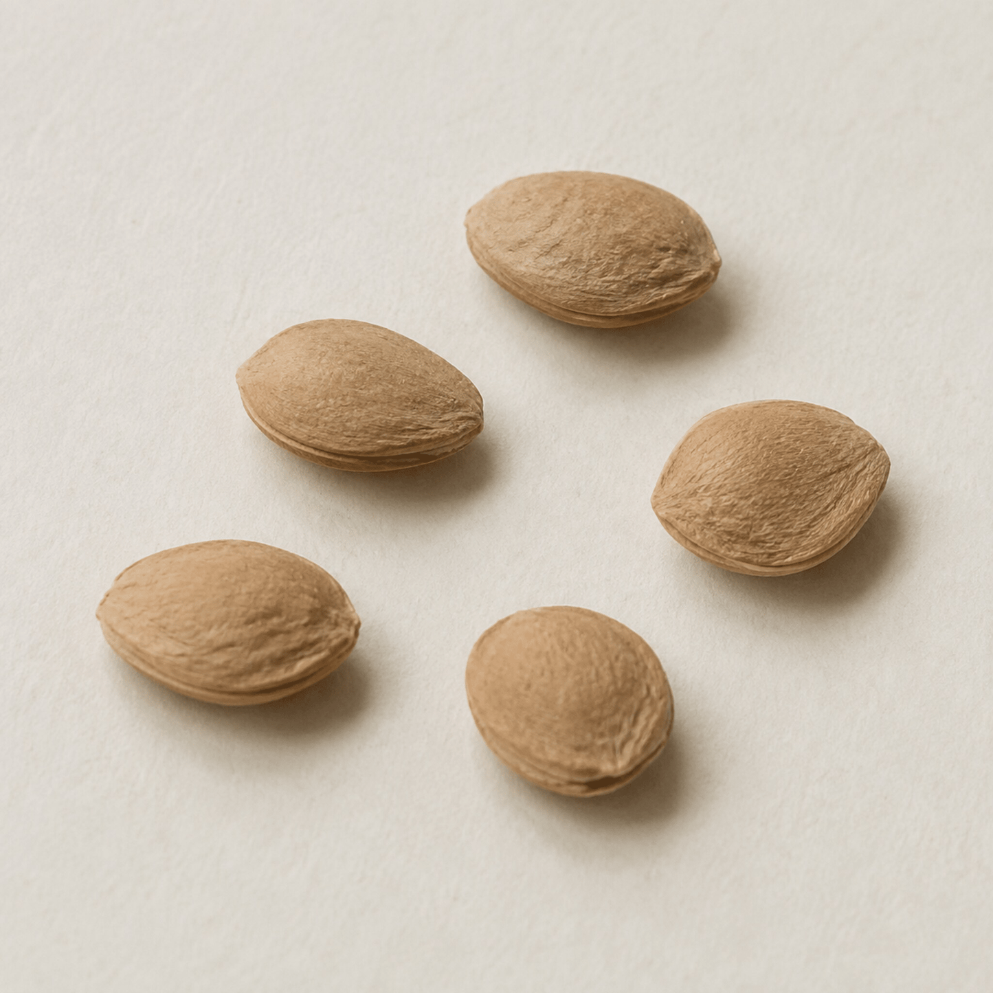 American Plum Tree Seeds | Wild Plum | (Prunus americana)