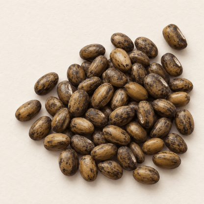 American Wisteria Tree Seeds | (Wisteria frutescens)