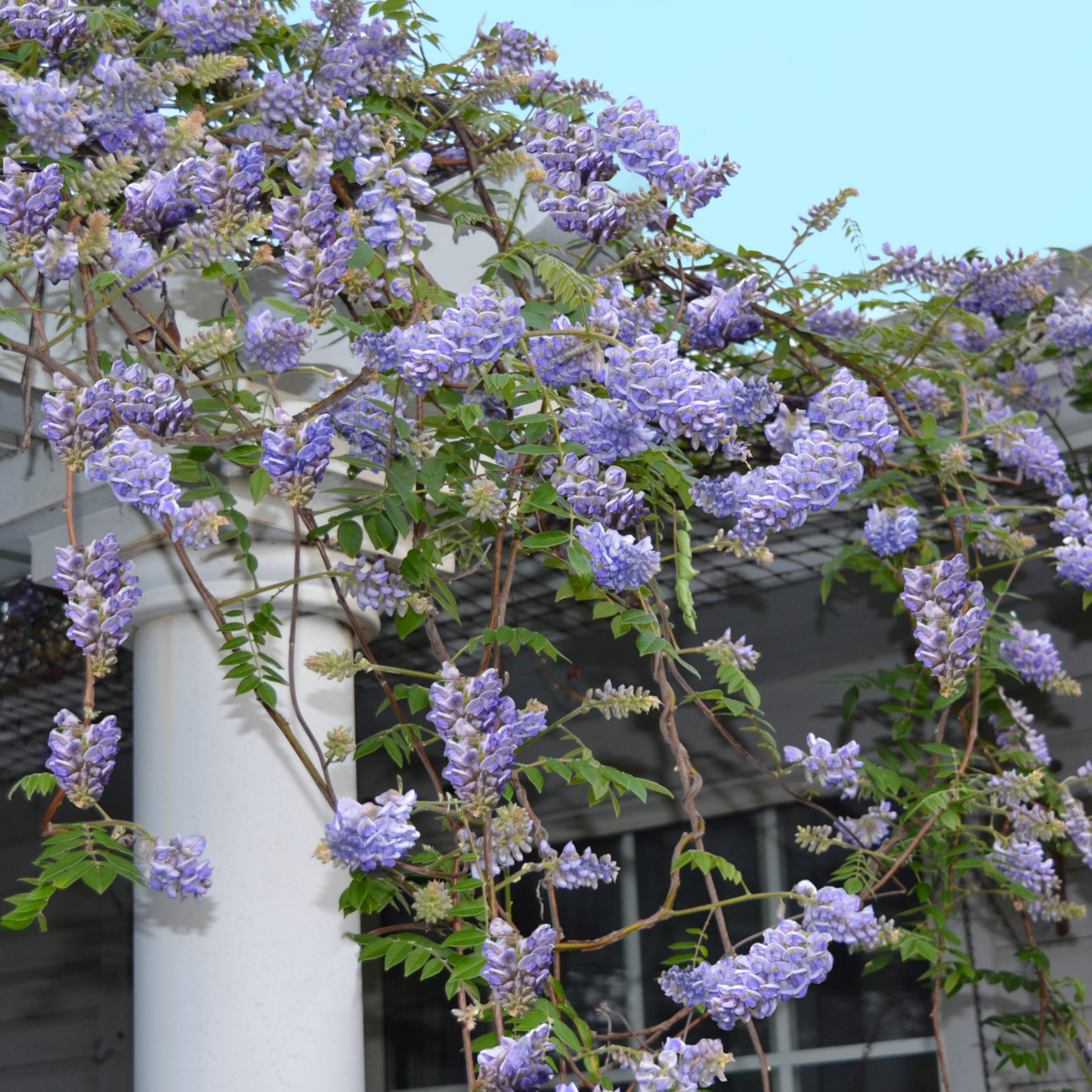 American Wisteria Tree Seeds | (Wisteria frutescens)