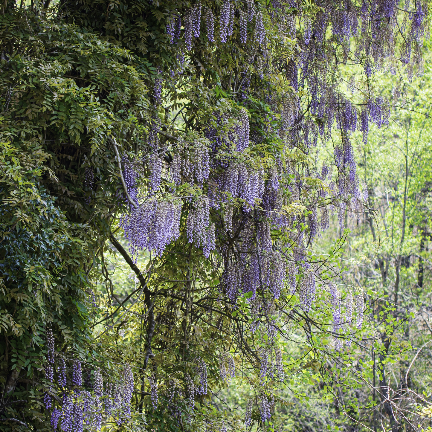 American Wisteria Tree Seeds | (Wisteria frutescens)