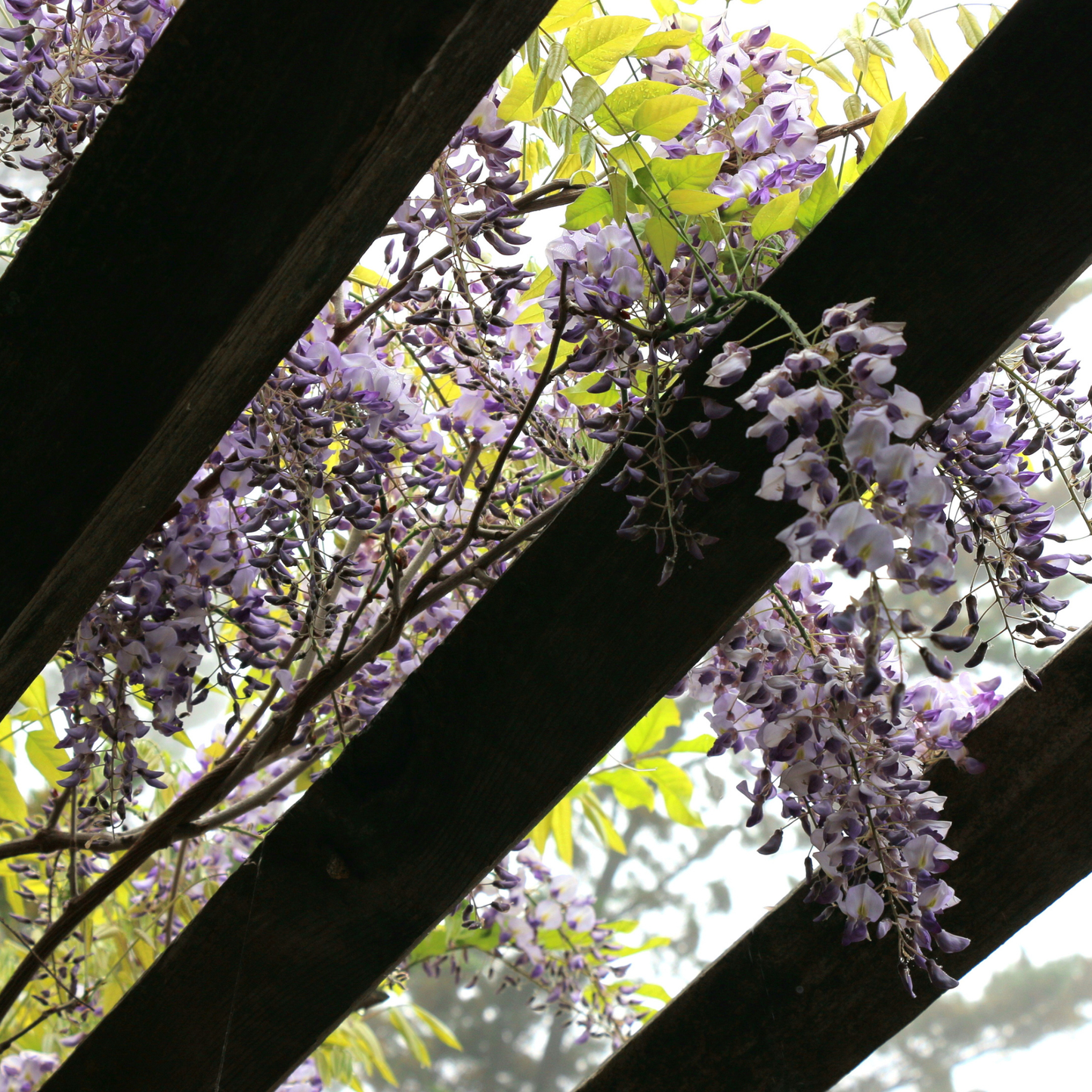 American Wisteria Tree Seeds | (Wisteria frutescens)