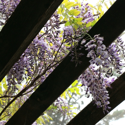 American Wisteria Tree Seeds | (Wisteria frutescens)