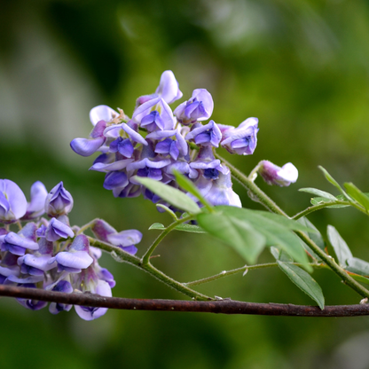 American Wisteria Tree Seeds | (Wisteria frutescens)