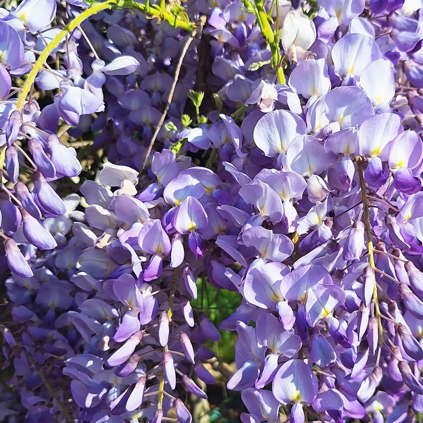 American Wisteria Tree Seeds | (Wisteria frutescens)
