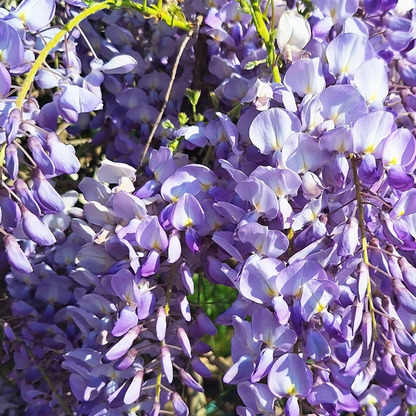 American Wisteria Tree Seeds | (Wisteria frutescens)