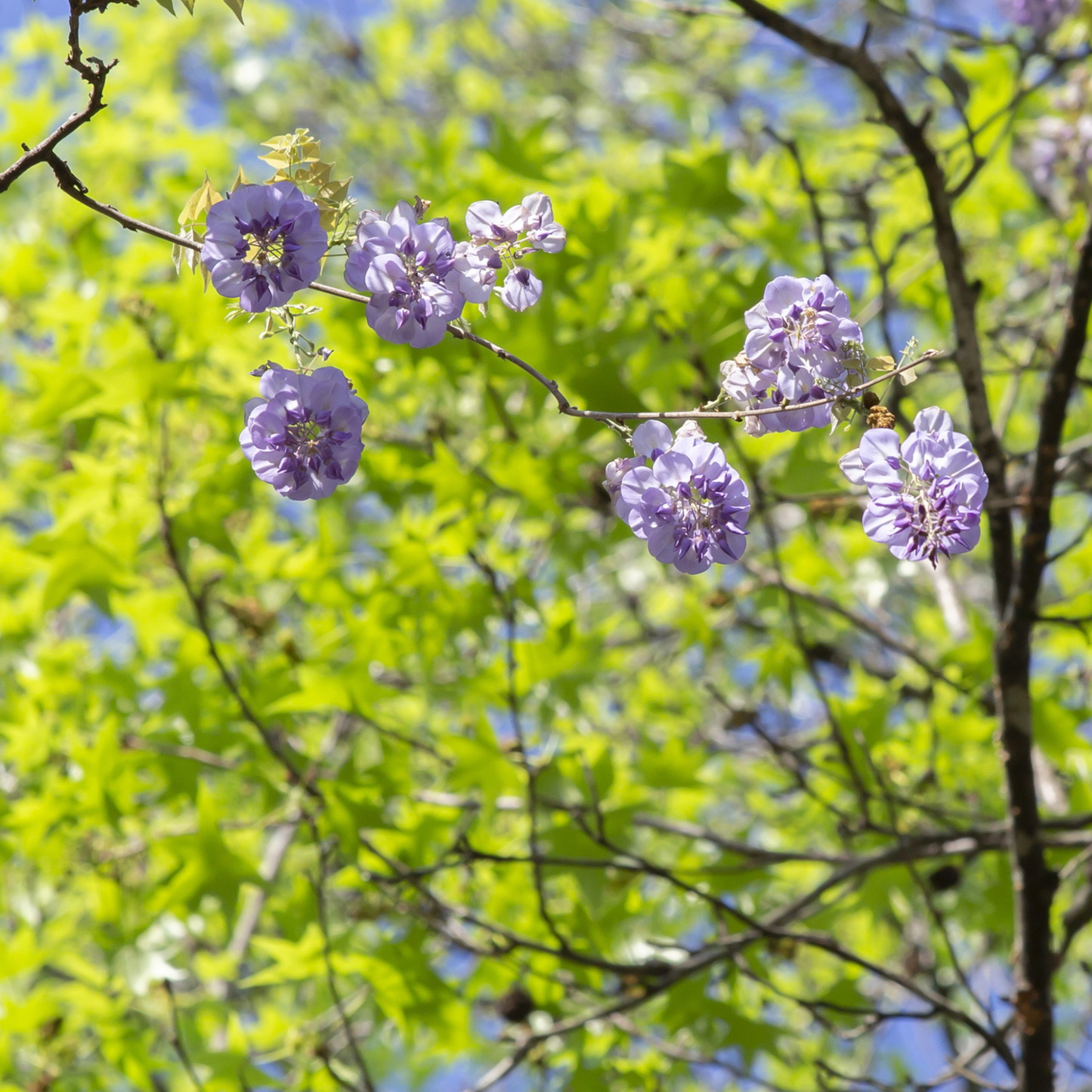 American Wisteria Tree Seeds | (Wisteria frutescens)