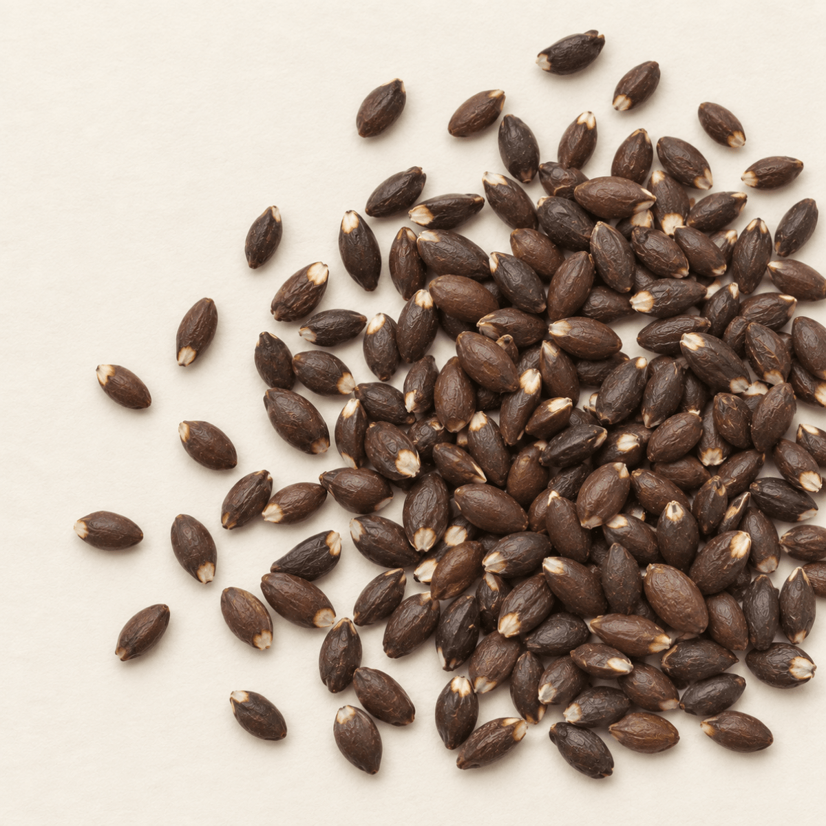 American Witch Hazel Tree Seeds (Hamamelis virginiana)