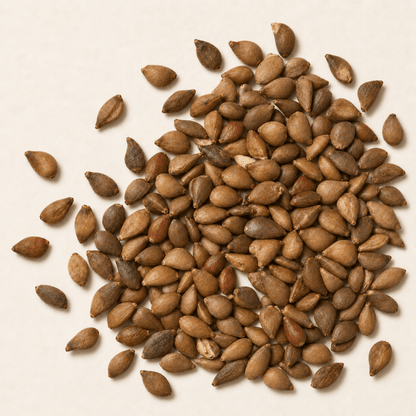 Antonovka Apple Tree Seeds | (Malus pumila ‘Antonovka’)