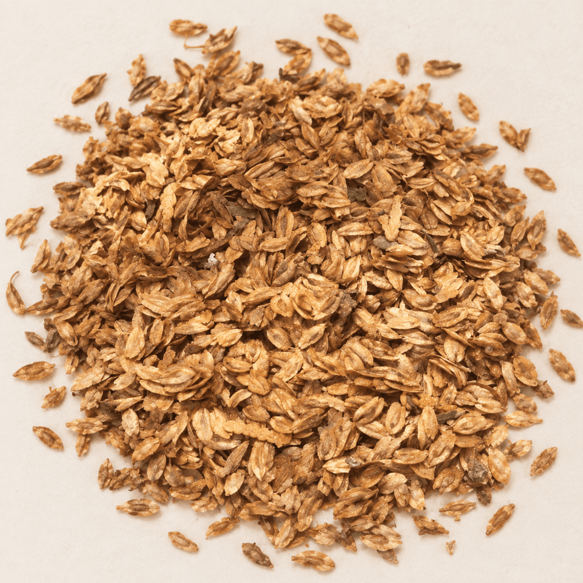 American Arborvitae Tree Seeds | Northern White Cedar | (Thuja occidentalis)