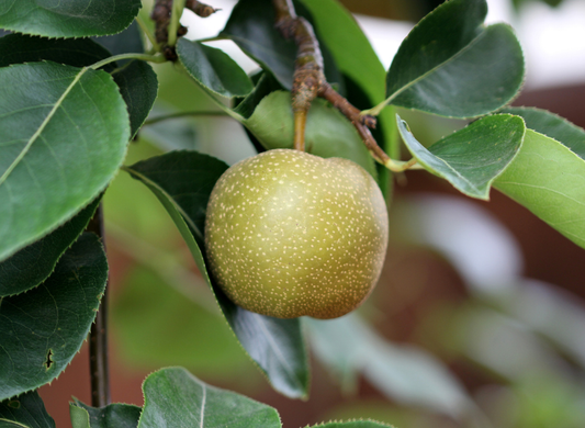 Asian Pear Tree Seeds | Japanese Pear | (Pyrus pyrifolia)