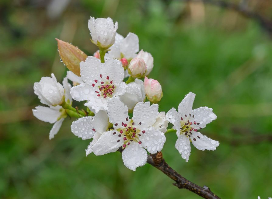 Asian Pear Tree Seeds | Japanese Pear | (Pyrus pyrifolia)
