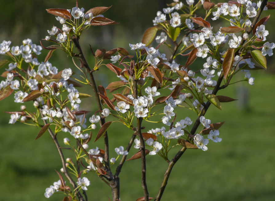 Asian Pear Tree Seeds | Japanese Pear | (Pyrus pyrifolia)