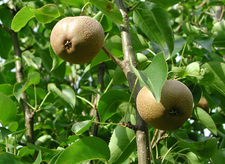 Asian Pear Tree Seeds | Japanese Pear | (Pyrus pyrifolia)