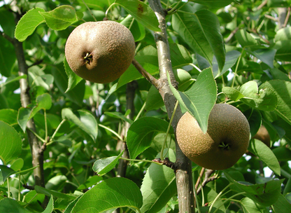 Asian Pear Tree Seeds | Japanese Pear | (Pyrus pyrifolia)
