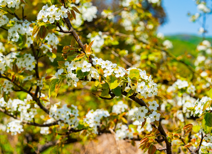 Asian Pear Tree Seeds | Japanese Pear | (Pyrus pyrifolia)