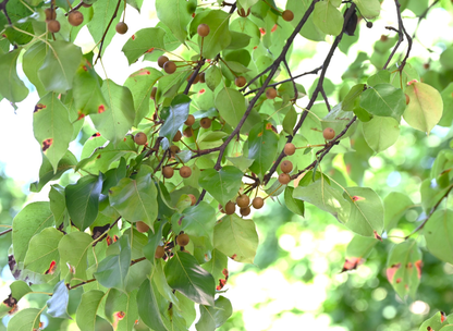 Asian Pear Tree Seeds | Japanese Pear | (Pyrus pyrifolia)