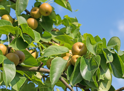 Asian Pear Tree Seeds | Japanese Pear | (Pyrus pyrifolia)