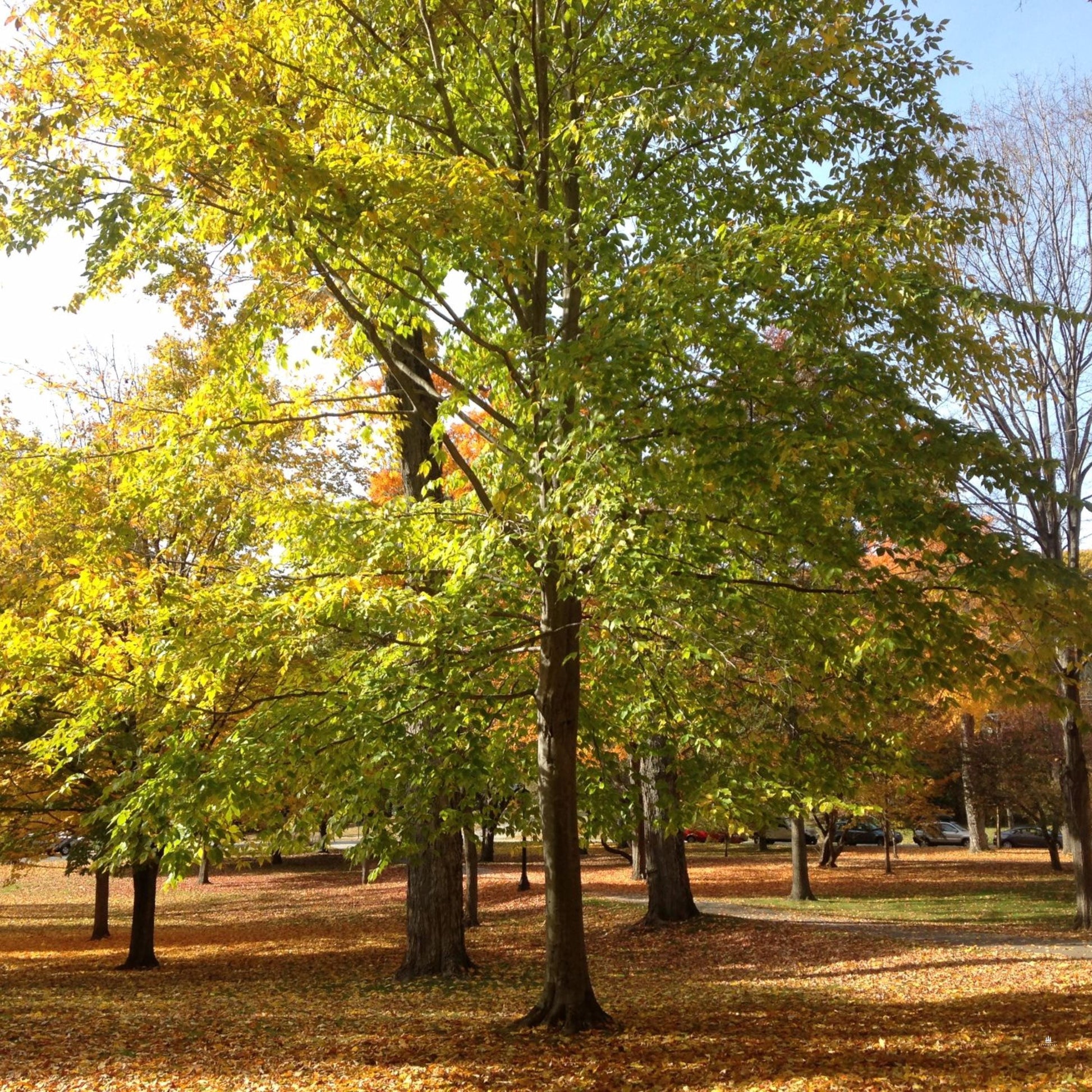 A vibrant image featuring mature American Beech trees with green leaves, showcasing their sturdy trunks and dense canopies in a natural outdoor setting.