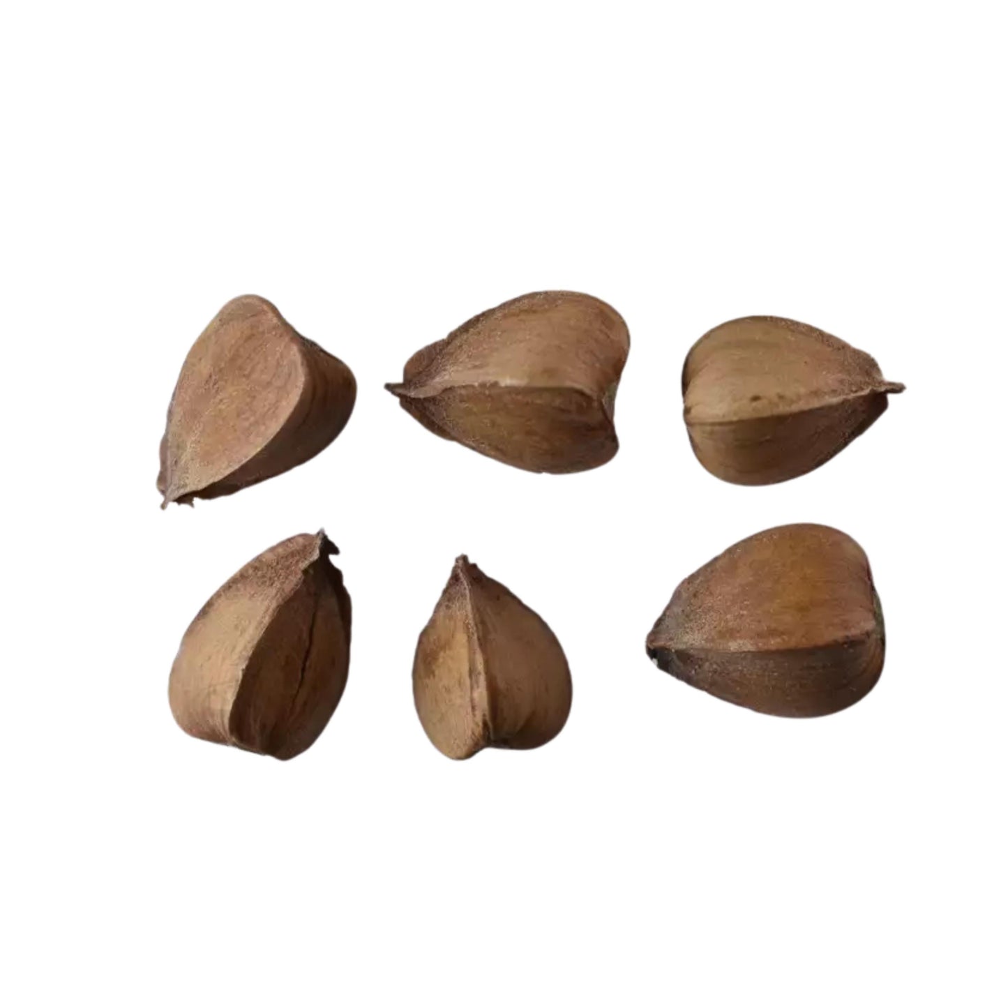 Six brown American Beech seed pods arranged in a circular pattern on a white background.