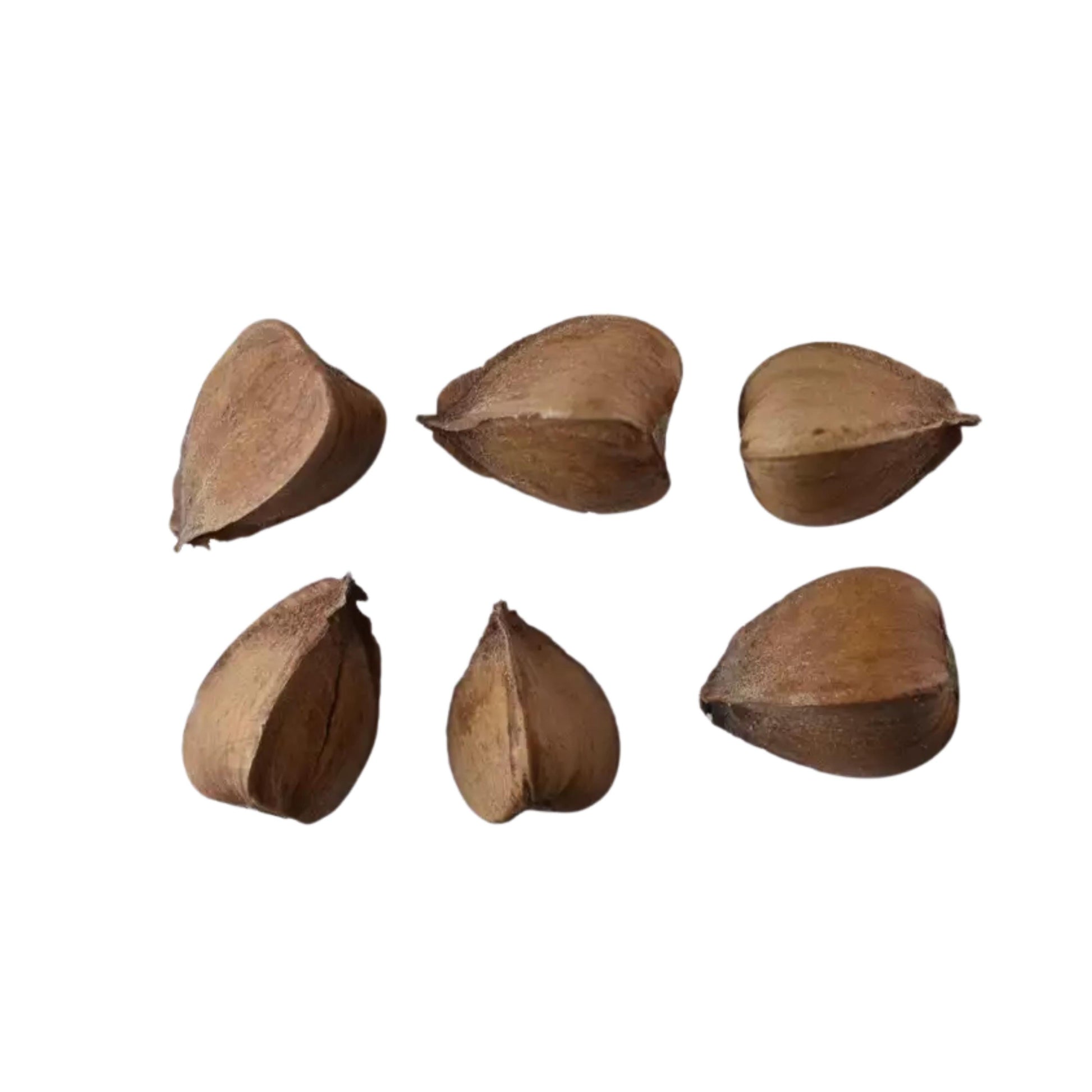 Six brown American Beech seed pods arranged in a circular pattern on a white background.