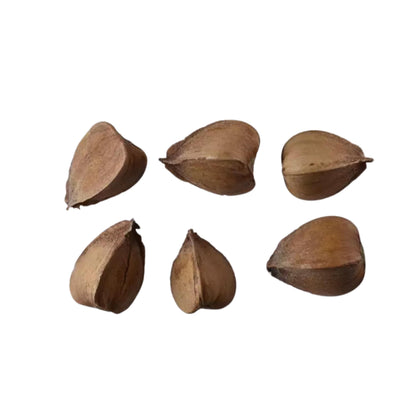 Six brown American Beech seed pods arranged in a circular pattern on a white background.