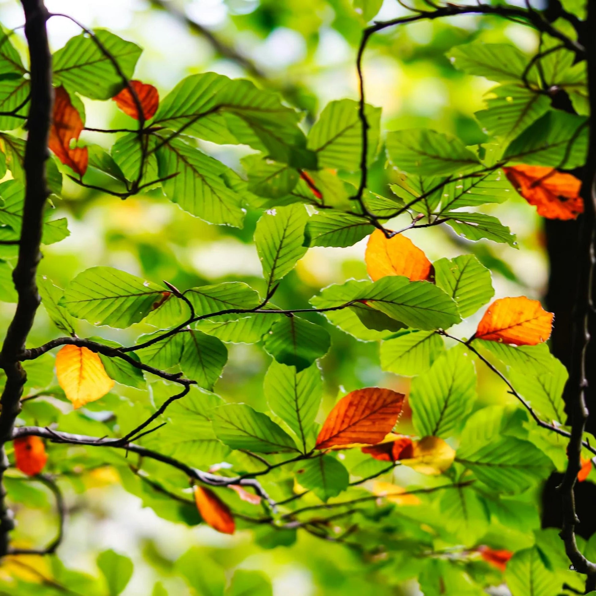 Close-up of American Beech tree leaves with autumn colors on a blurred background.